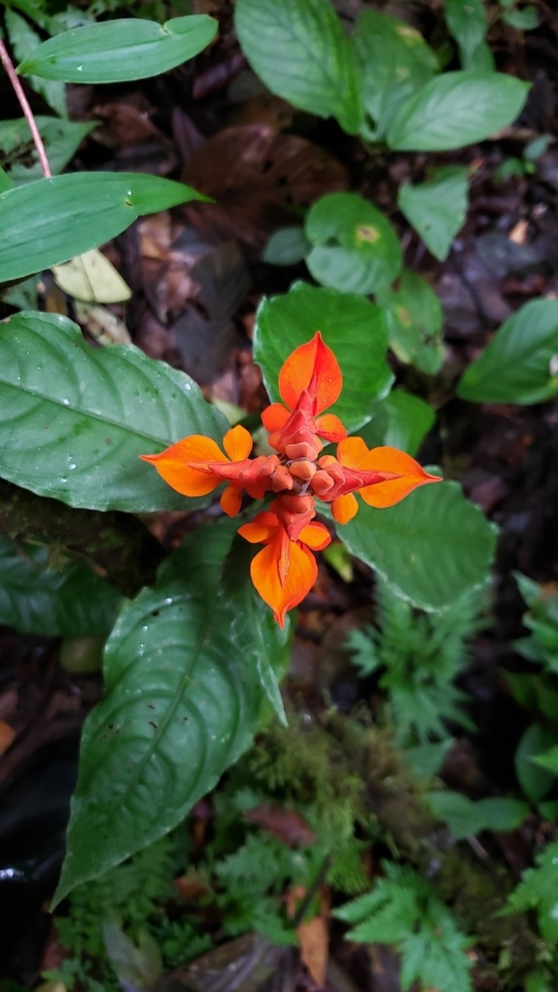 Aphelandra aurantiaca photo 2