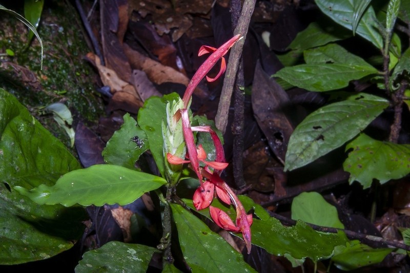 Aphelandra aurantiaca photo 3