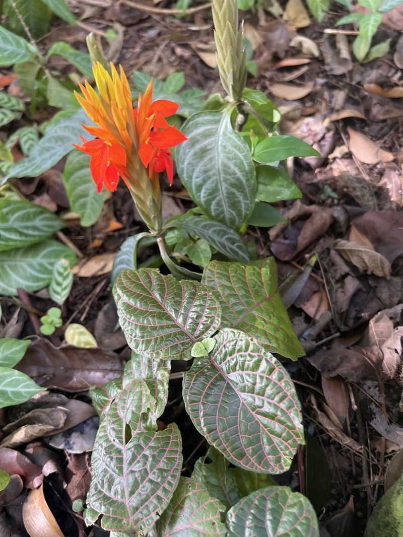 Aphelandra aurantiaca photo 4