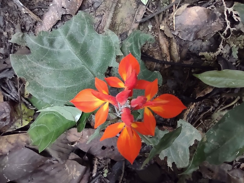 Aphelandra aurantiaca photo 5