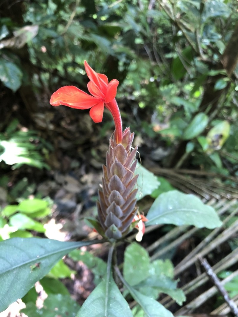 Aphelandra aurantiaca photo 6