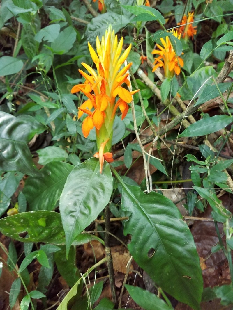 Aphelandra aurantiaca photo 7