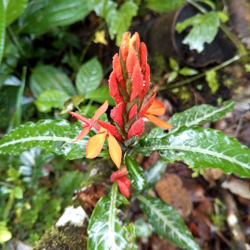 Aphelandra aurantiaca photo 8