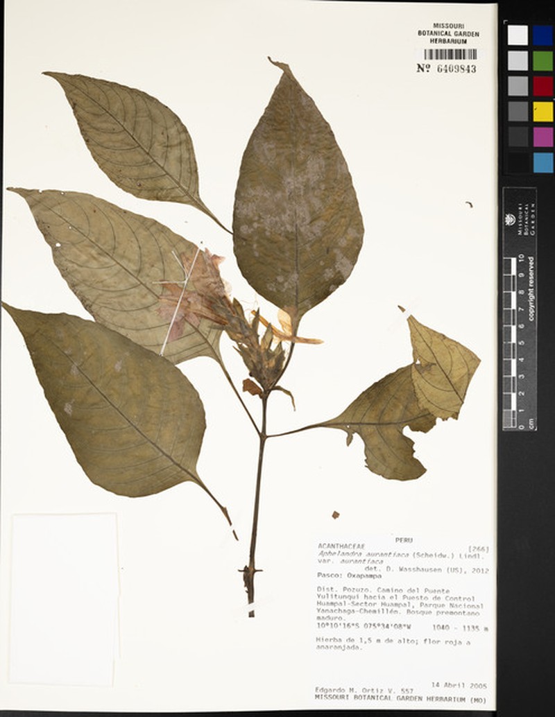 Aphelandra aurantiaca var. aurantiaca