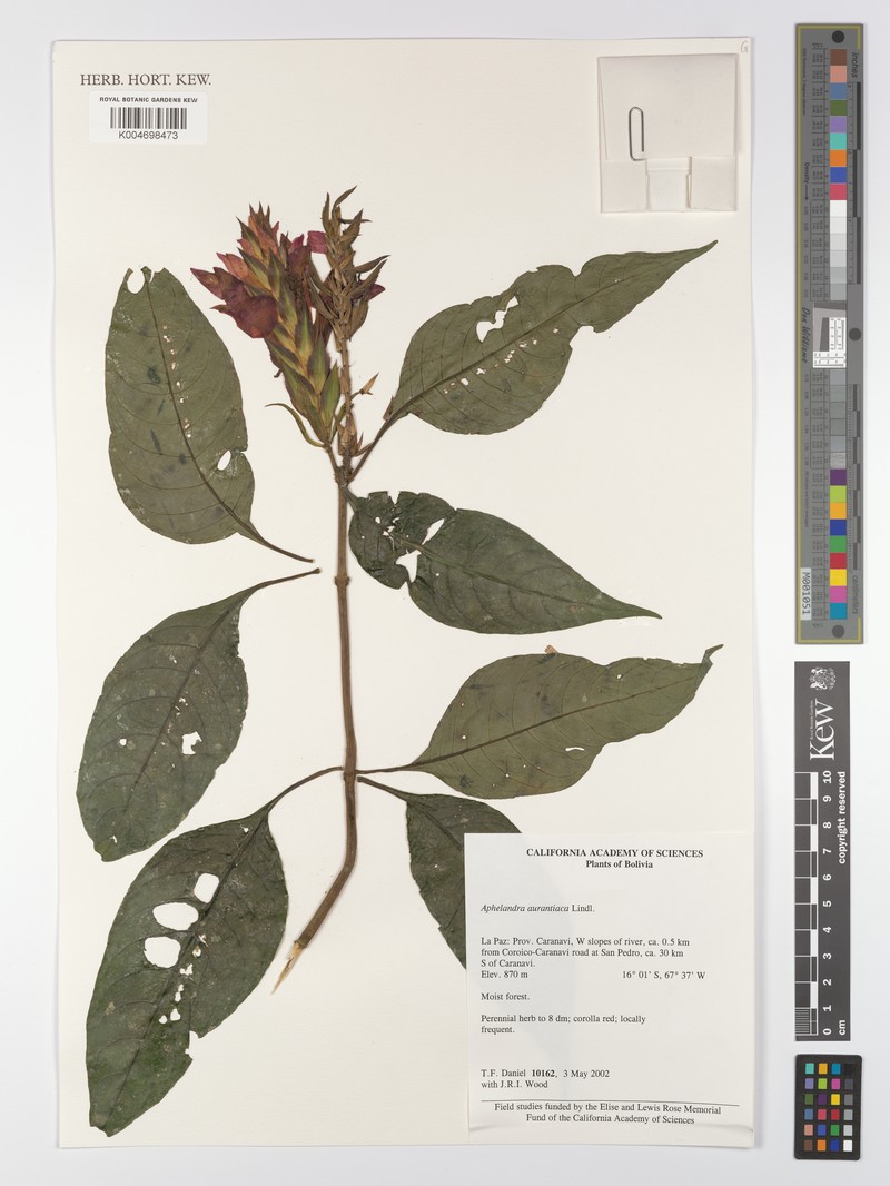 Aphelandra aurantiaca var. aurantiaca photo 3