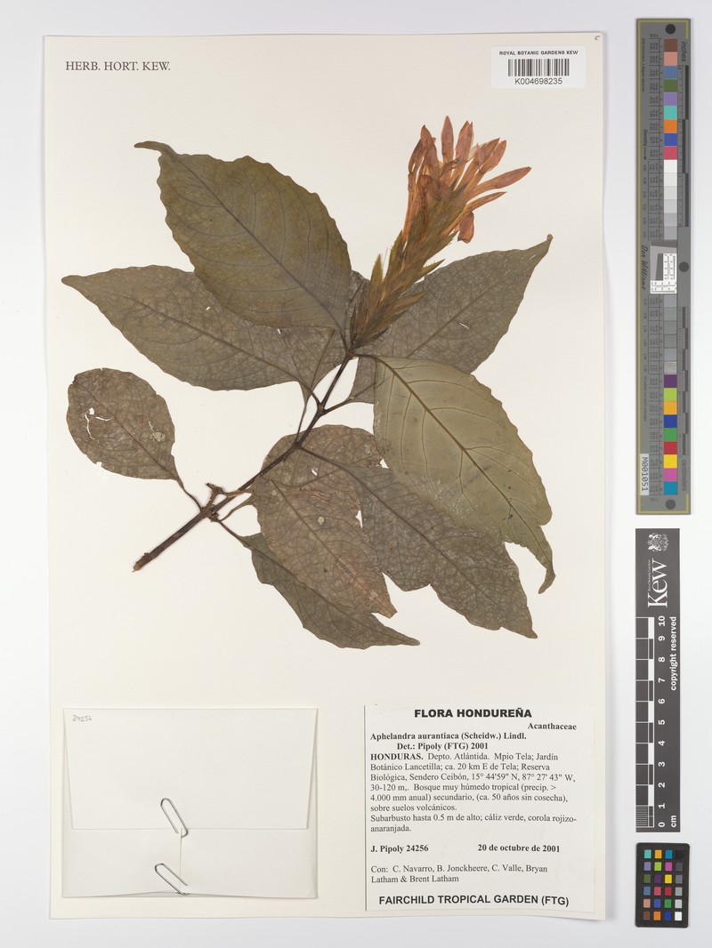 Aphelandra aurantiaca var. aurantiaca photo 4