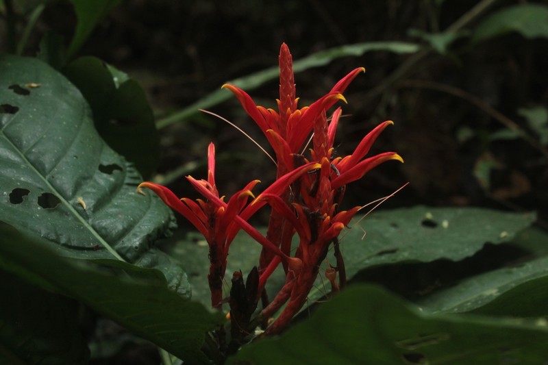 Aphelandra barkleyi