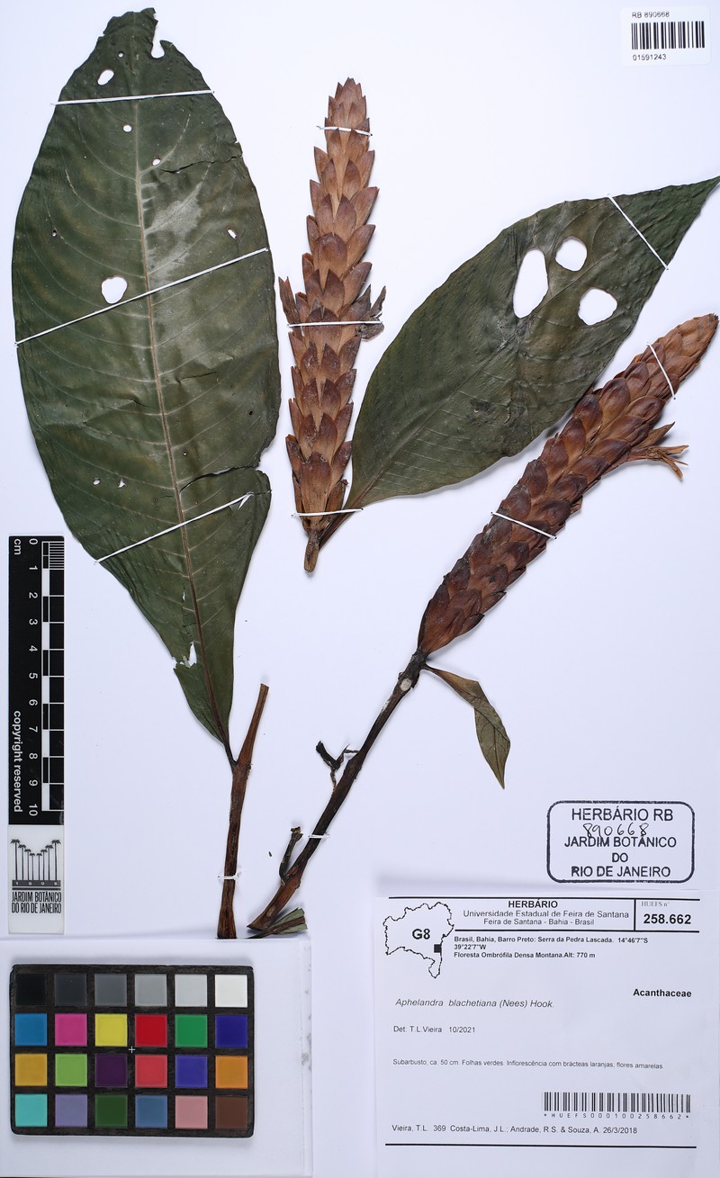 Aphelandra blanchetiana