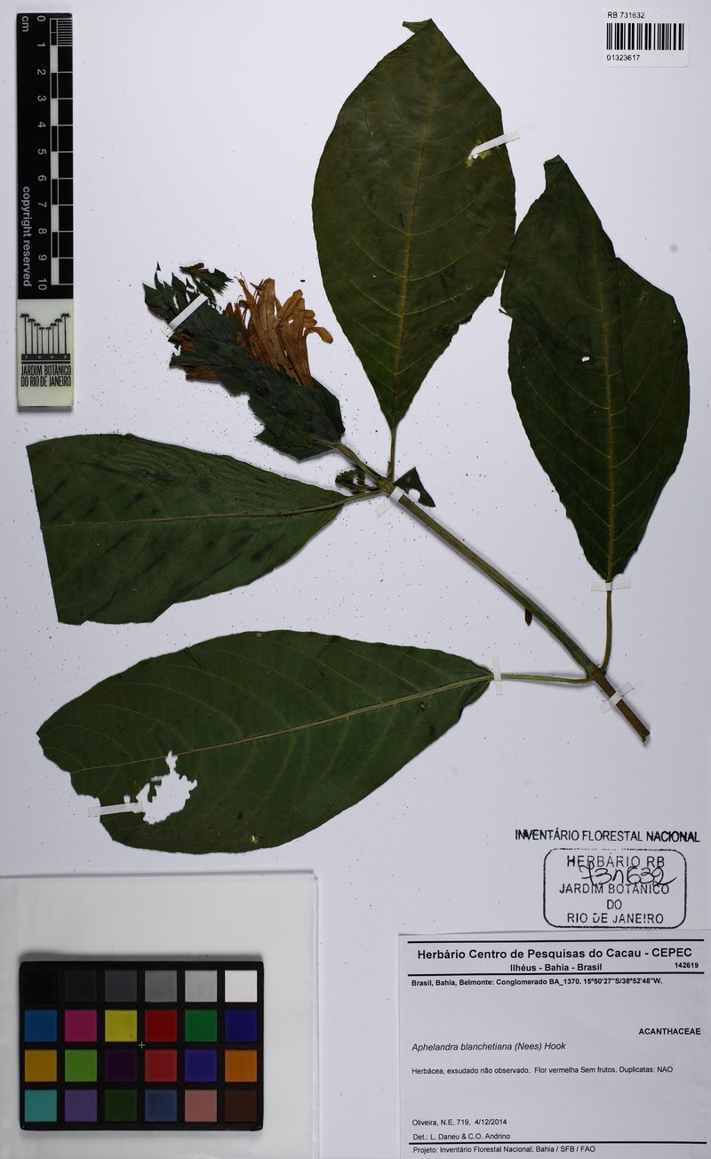 Aphelandra blanchetiana photo 2