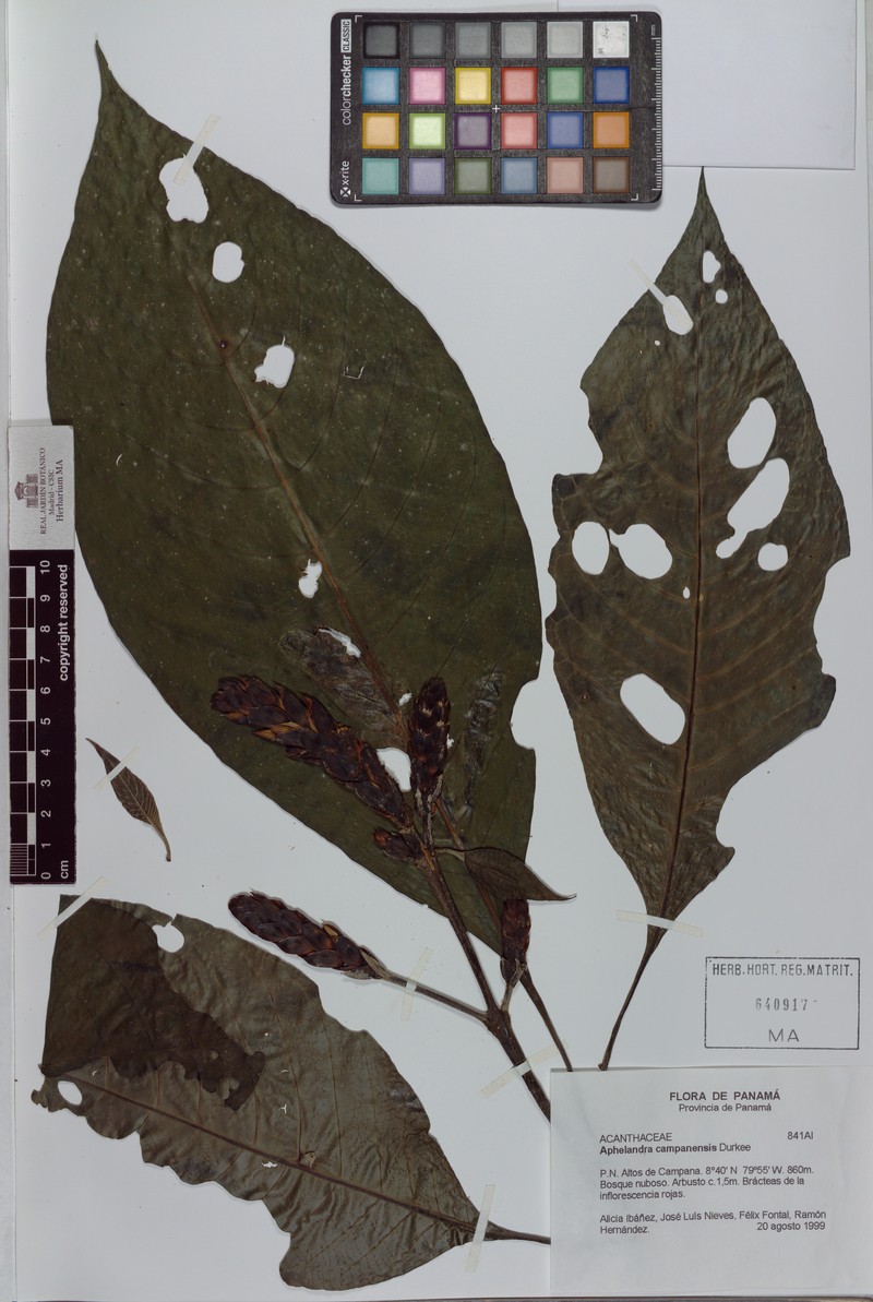 Aphelandra campanensis