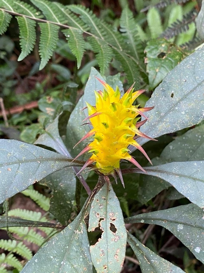 Aphelandra chamissoniana
