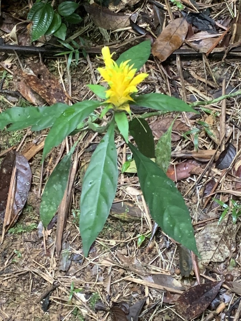 Aphelandra chamissoniana photo 2