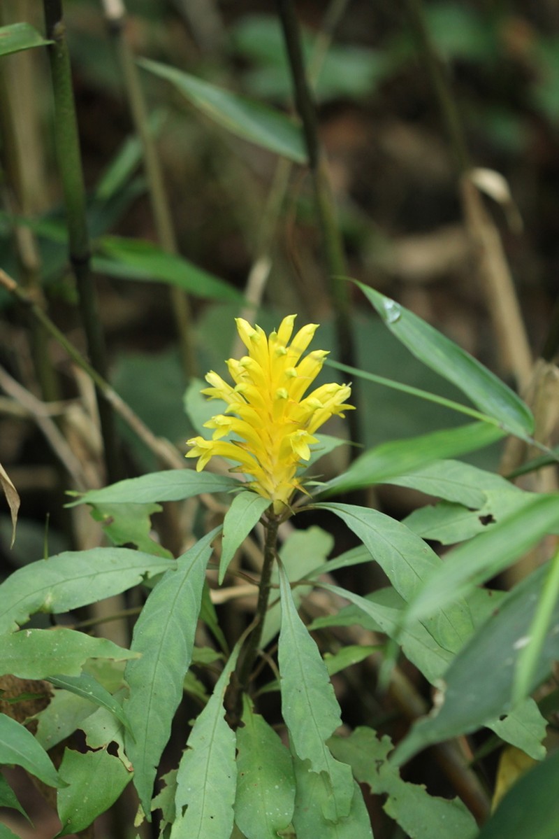 Aphelandra chamissoniana photo 3