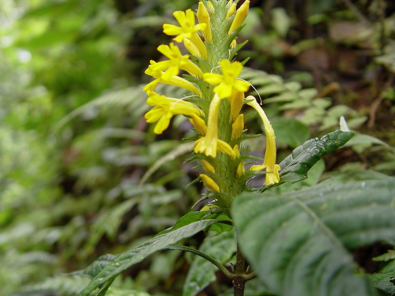 Aphelandra chamissoniana photo 4