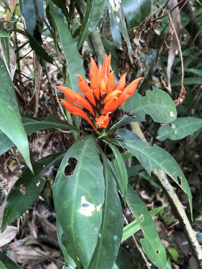 Aphelandra chamissoniana photo 5