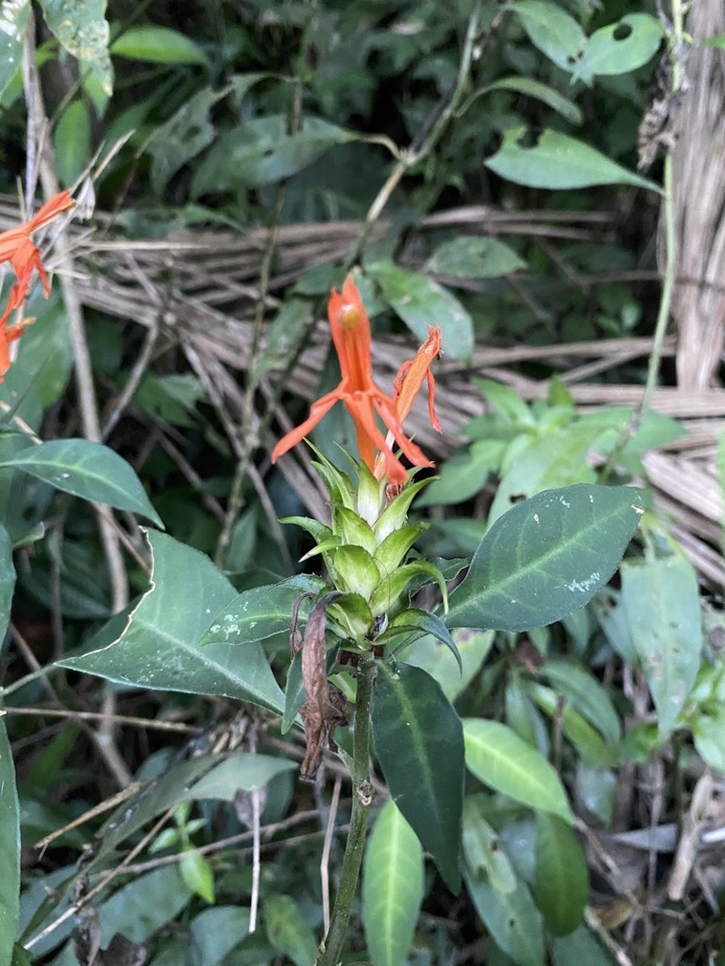 Aphelandra chamissoniana photo 6