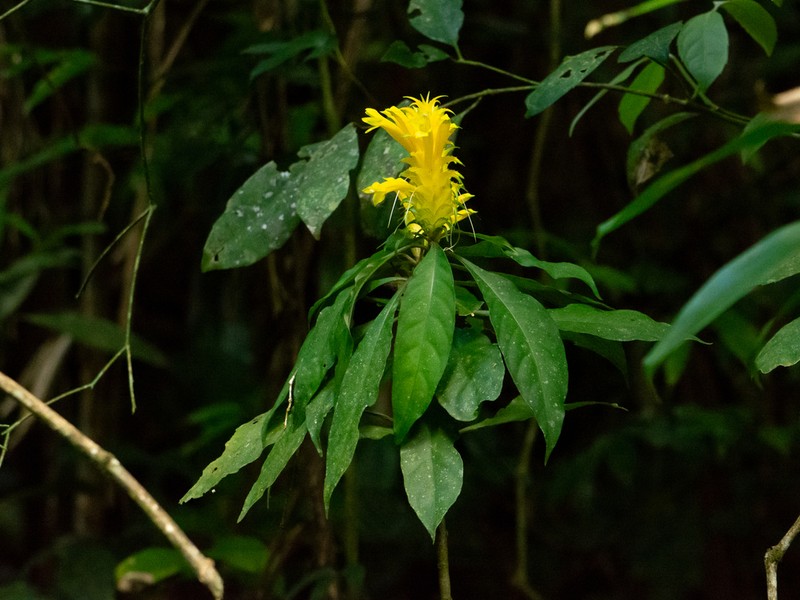 Aphelandra chamissoniana photo 7