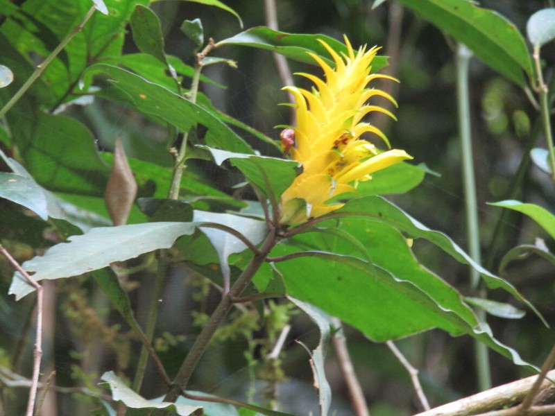 Aphelandra chamissoniana photo 8