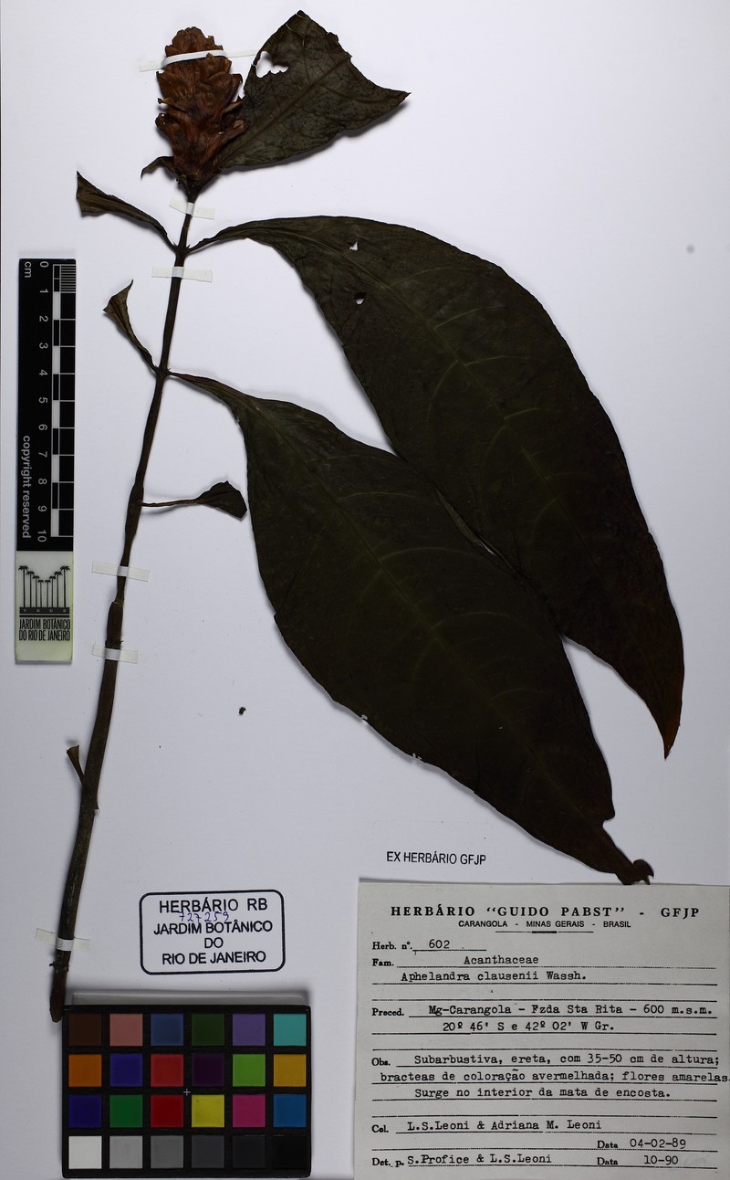 Aphelandra claussenii