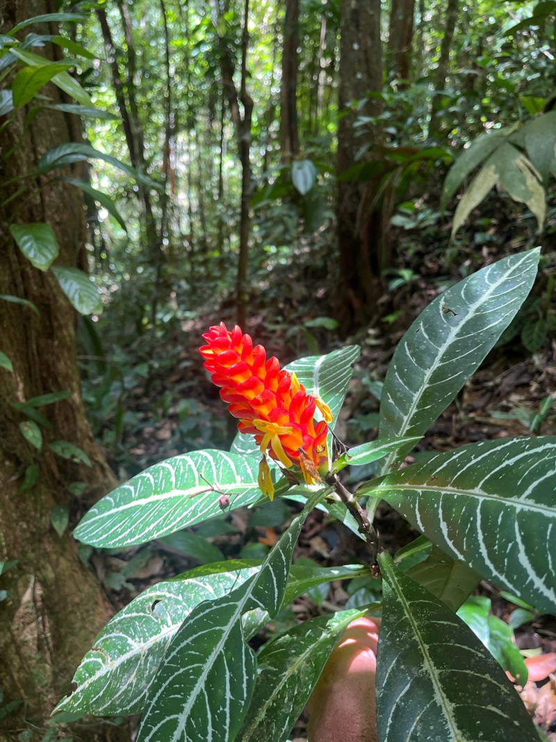 Aphelandra colorata
