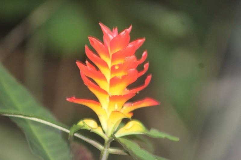 Aphelandra colorata photo 2