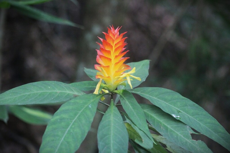 Aphelandra colorata photo 3