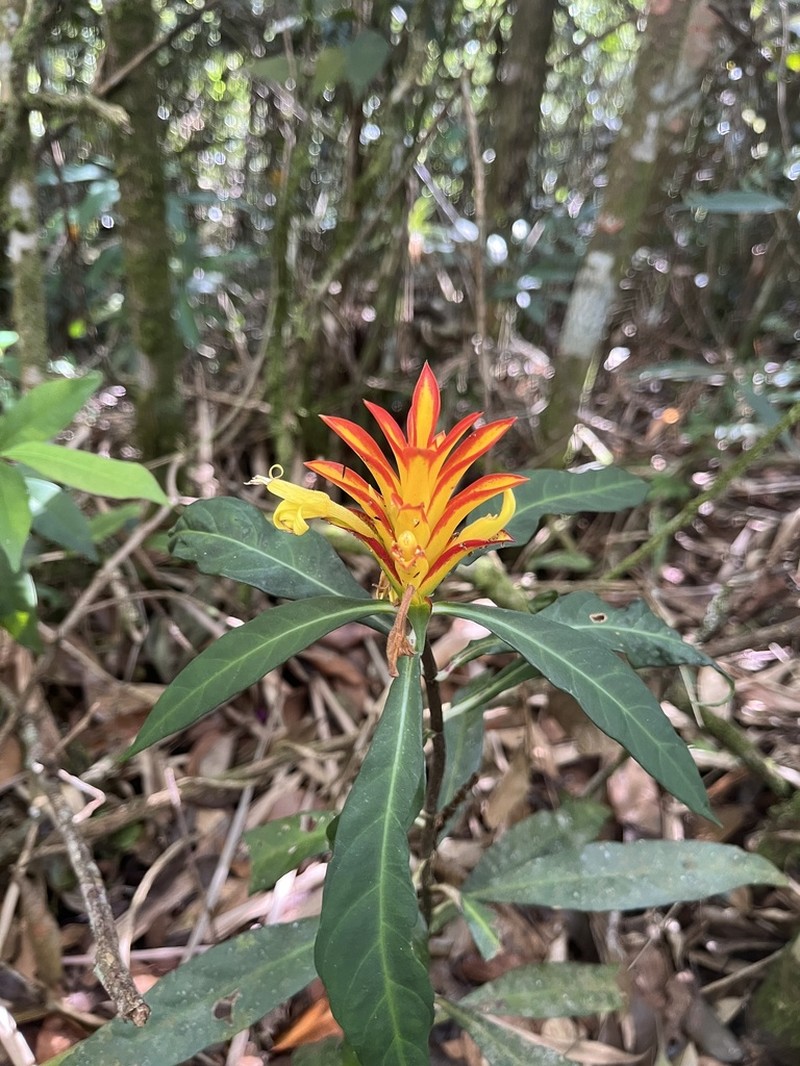 Aphelandra colorata photo 4