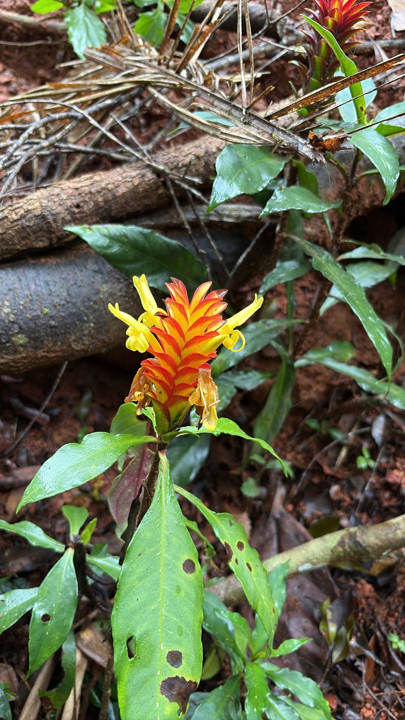 Aphelandra colorata photo 7