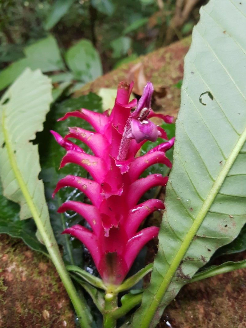 Aphelandra crispata