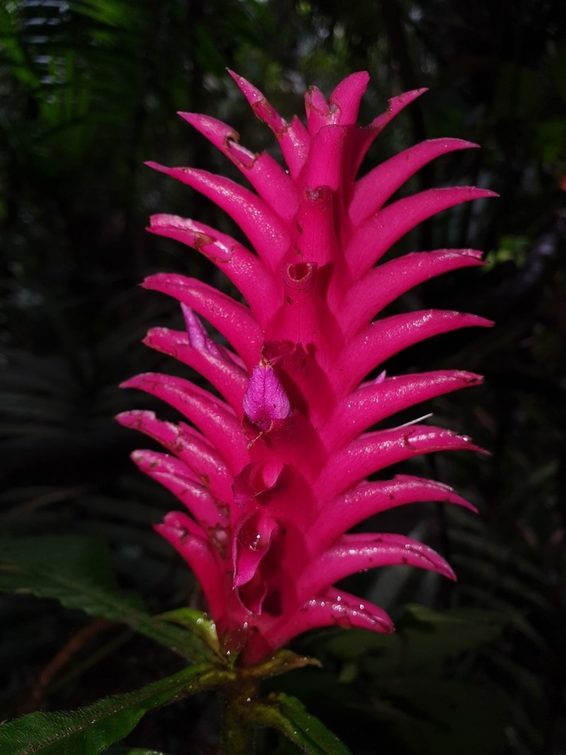 Aphelandra crispata photo 2