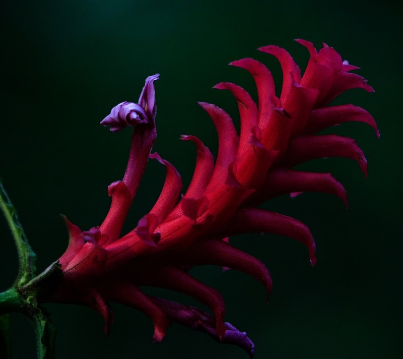 Aphelandra crispata photo 3