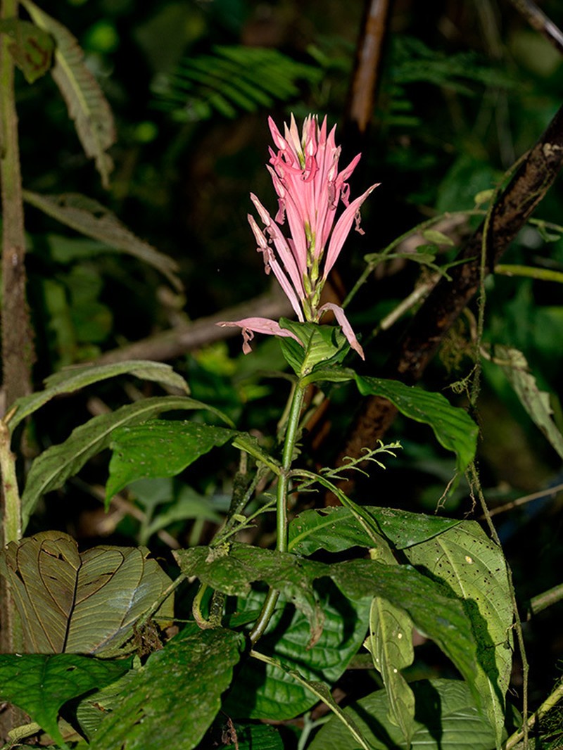 Aphelandra dielsii