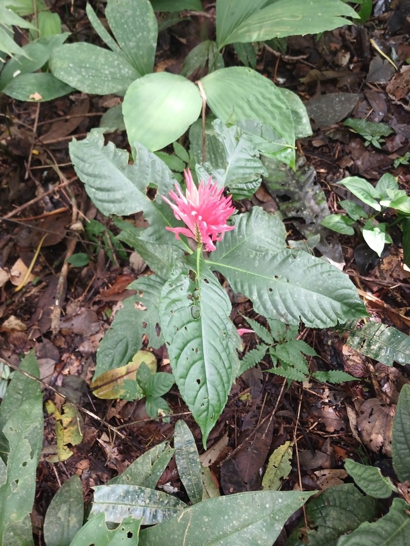 Aphelandra dielsii photo 2