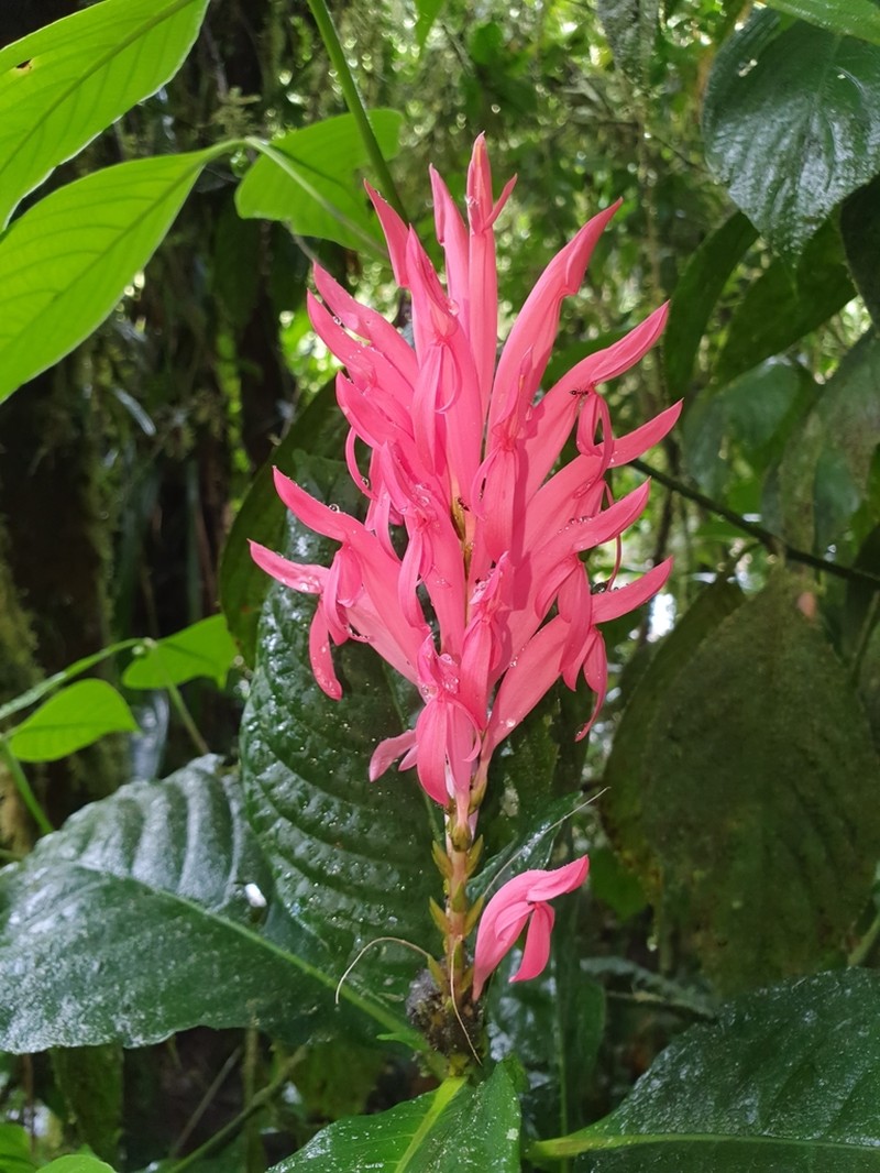 Aphelandra dielsii photo 3