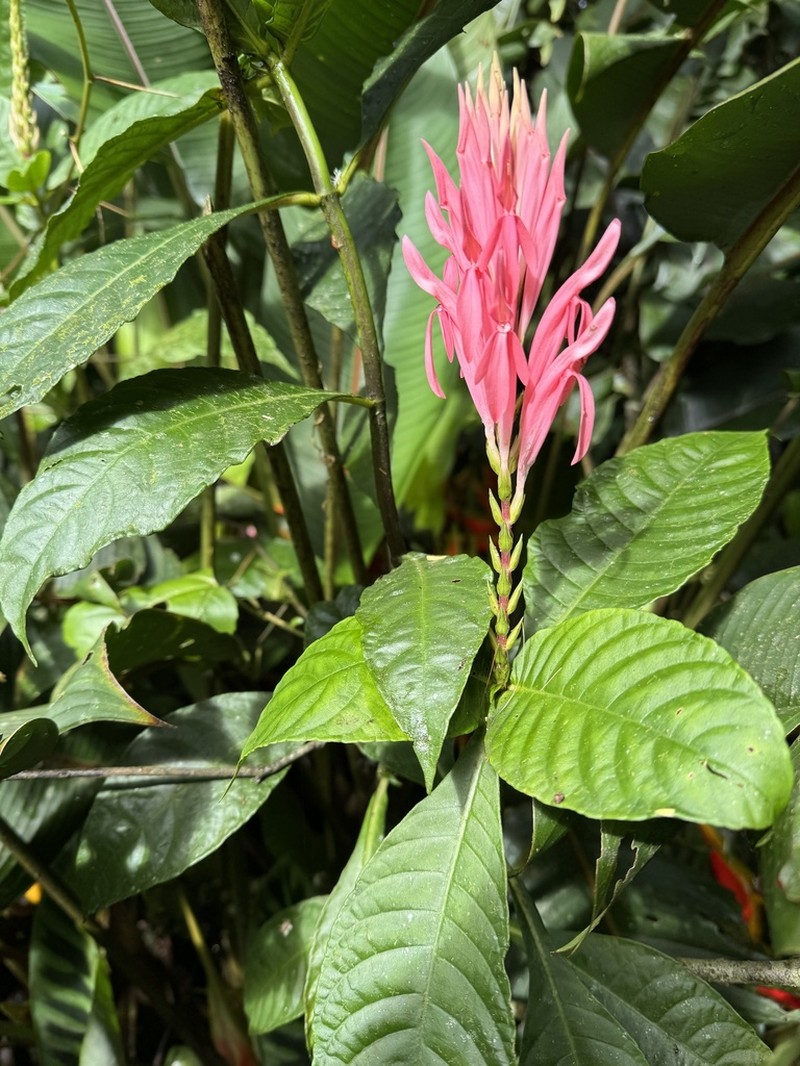 Aphelandra dielsii photo 4
