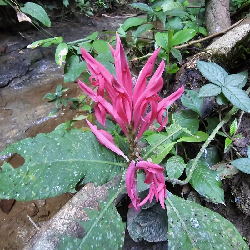 Aphelandra dielsii photo 5