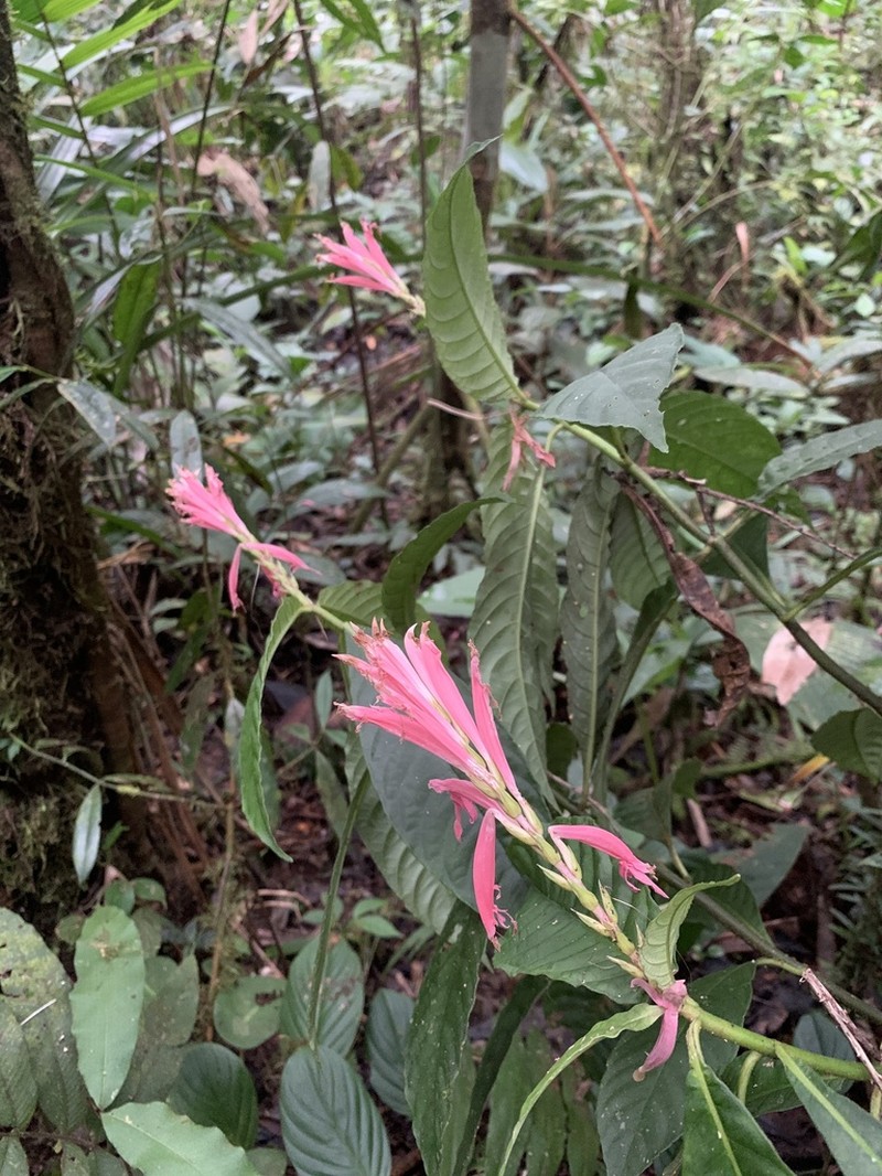 Aphelandra dielsii photo 6