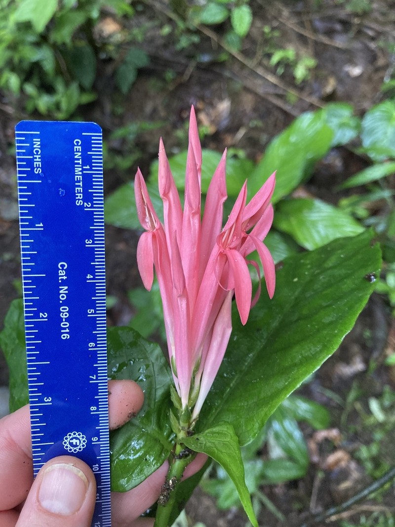 Aphelandra dielsii photo 7