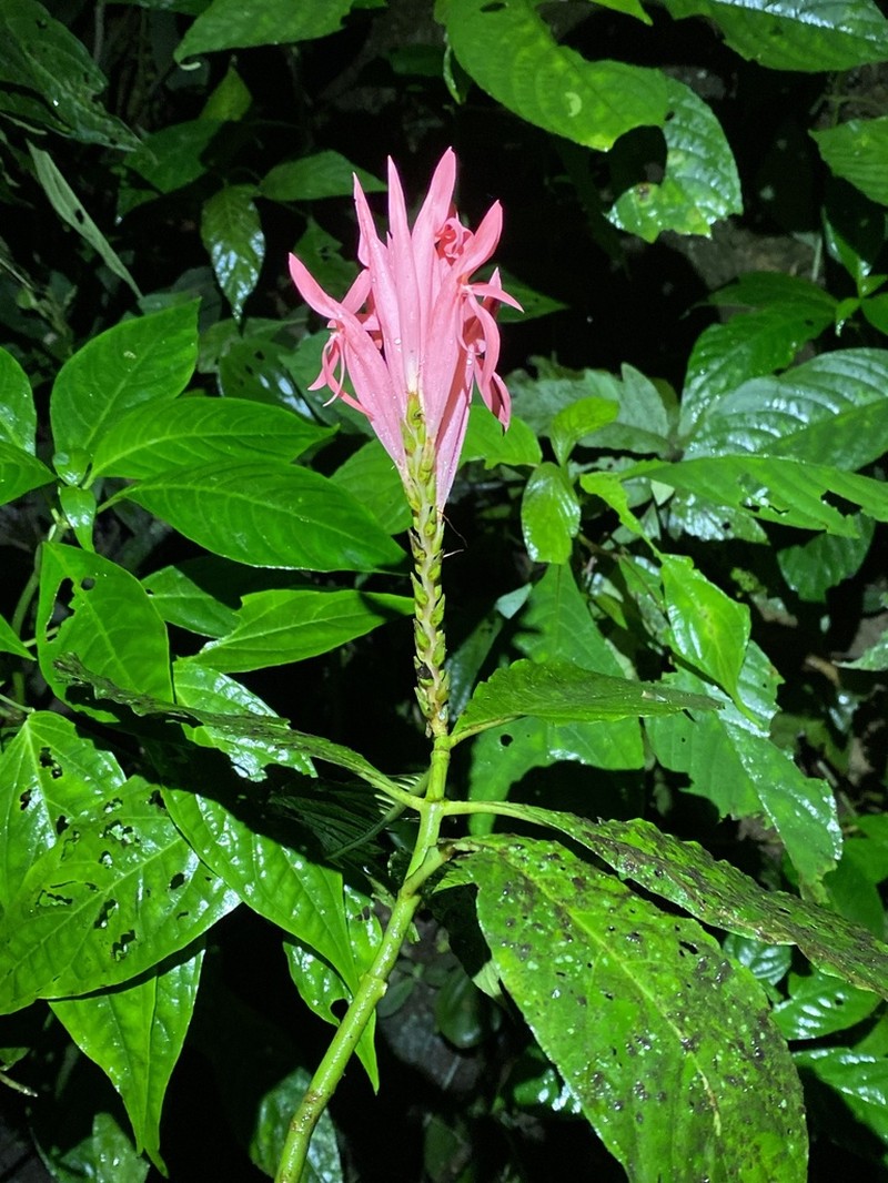 Aphelandra dielsii photo 8