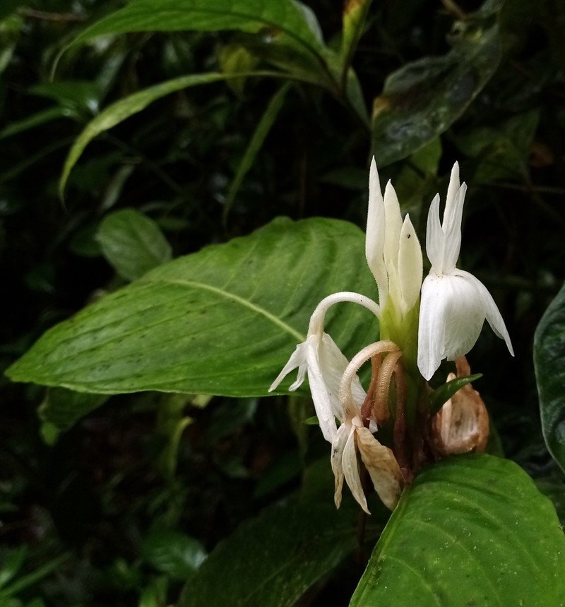 Aphelandra dolichantha