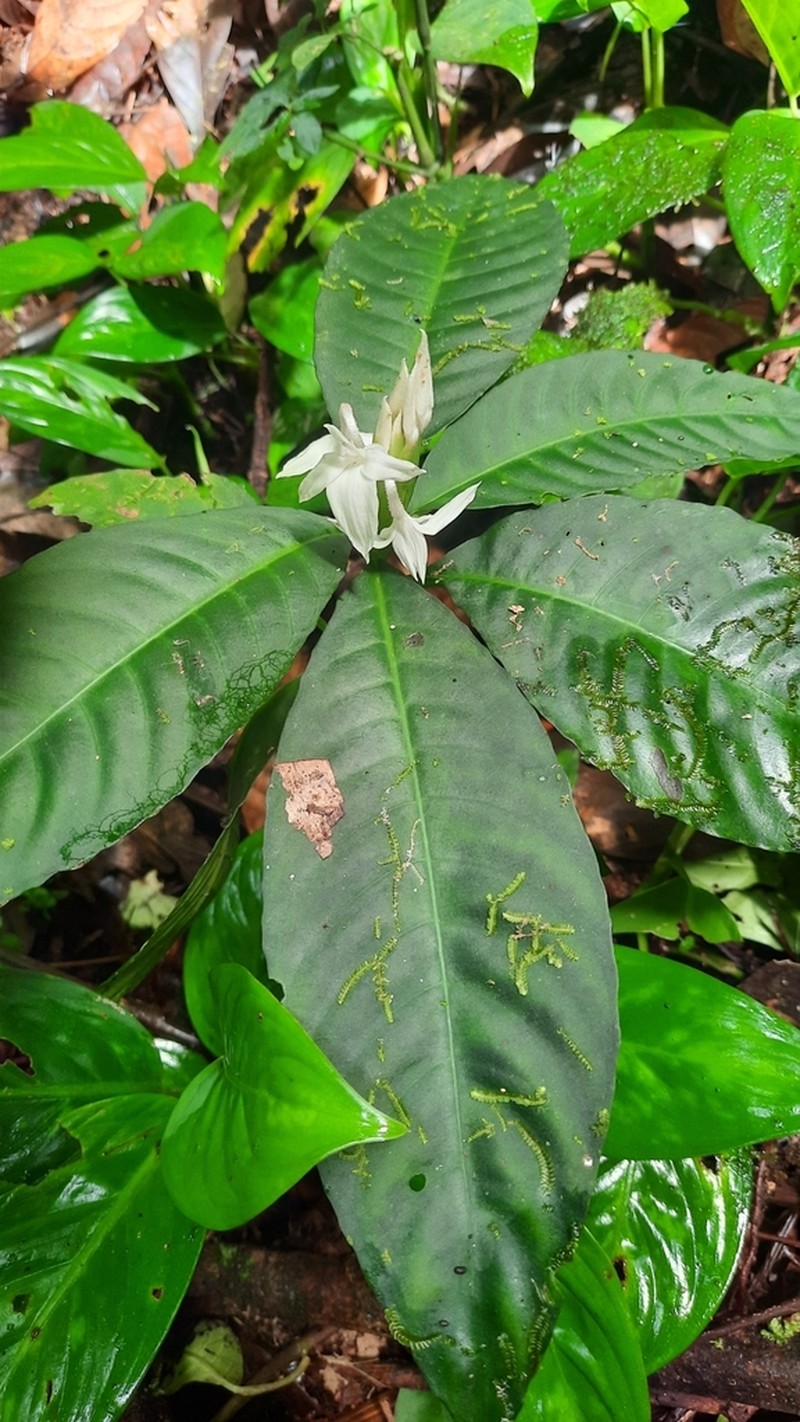 Aphelandra dolichantha photo 2