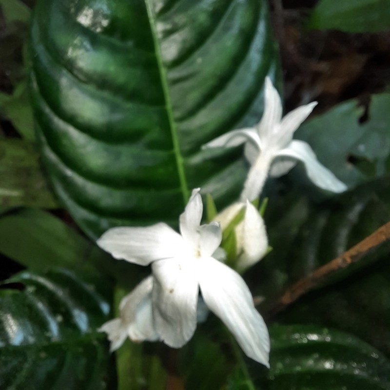 Aphelandra dolichantha photo 3