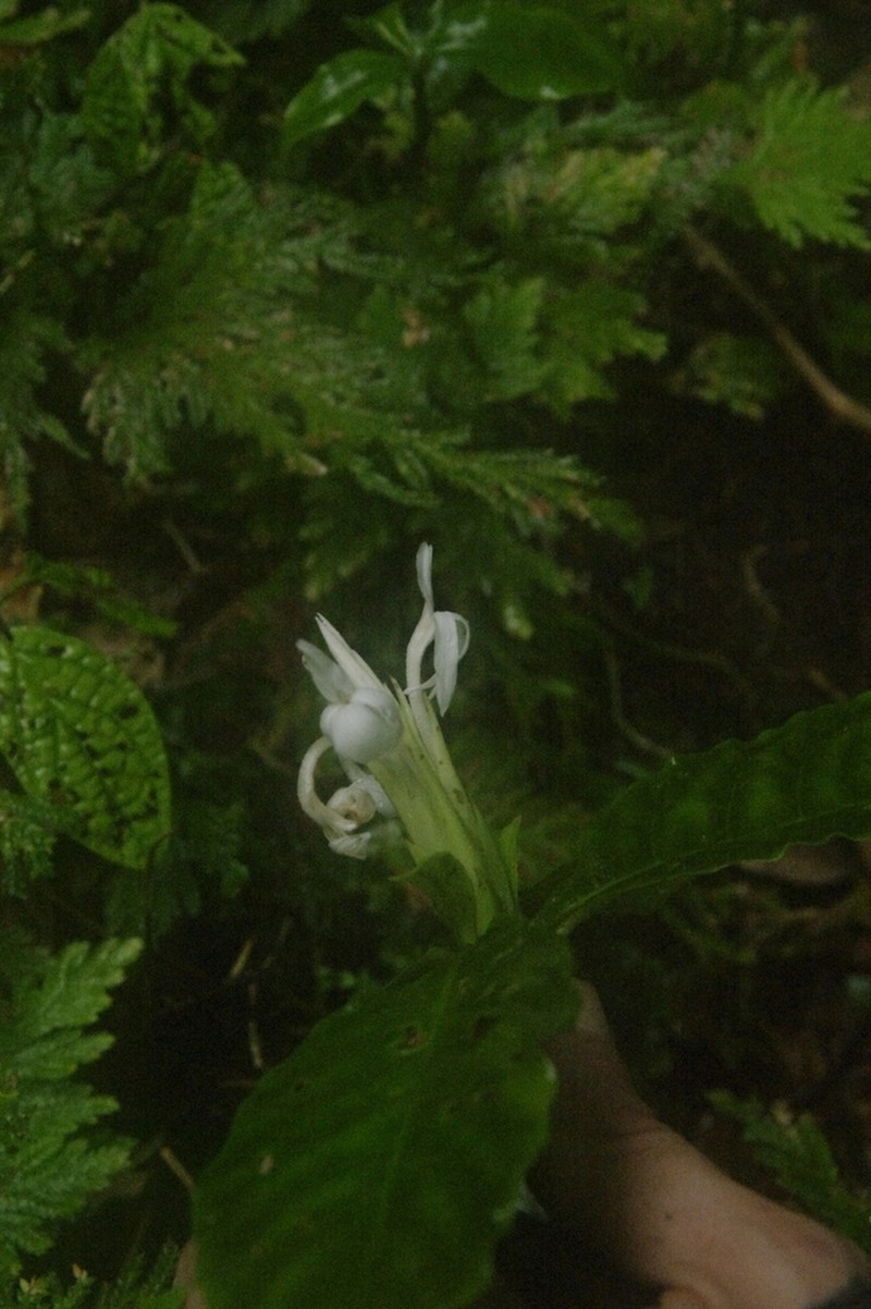 Aphelandra dolichantha photo 4
