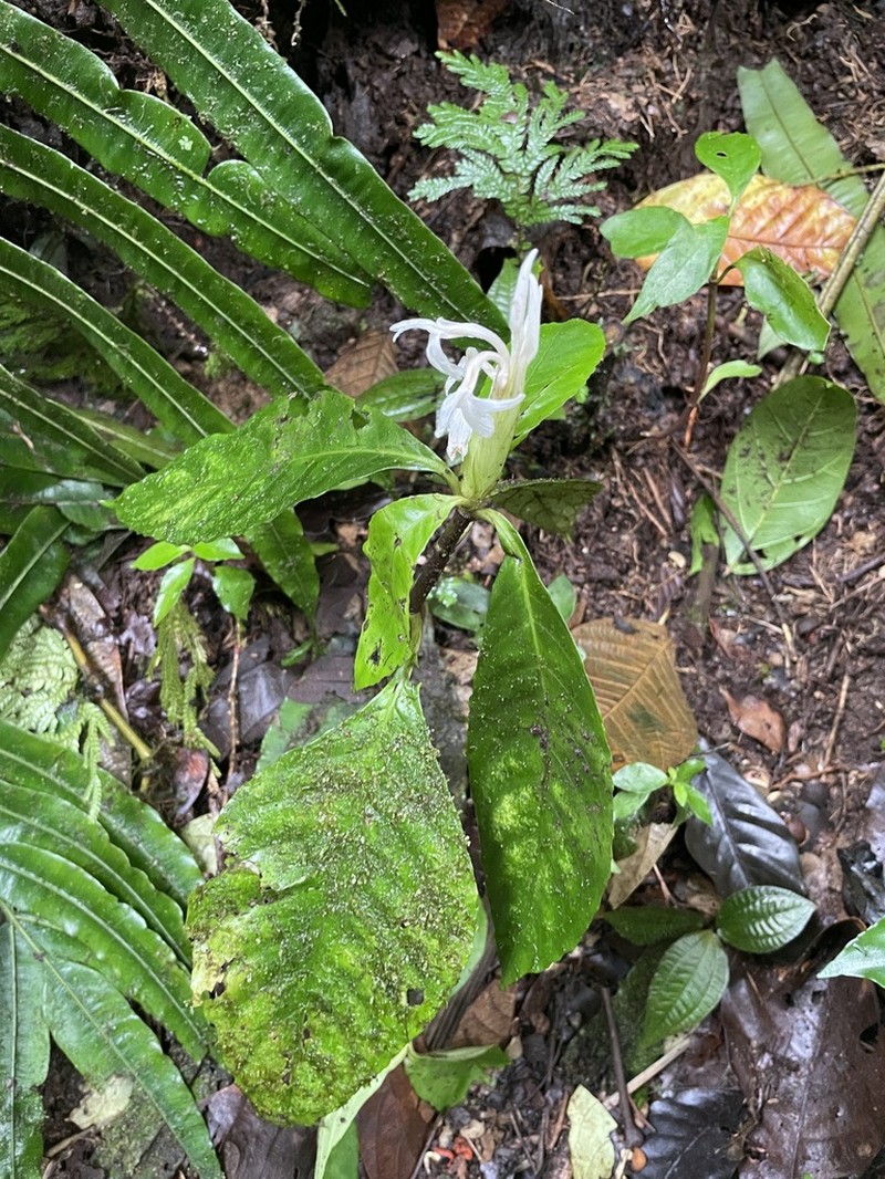 Aphelandra dolichantha photo 5