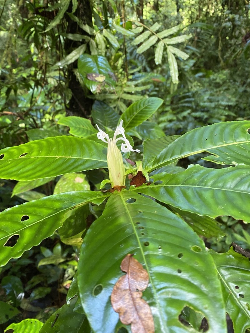 Aphelandra dolichantha photo 6