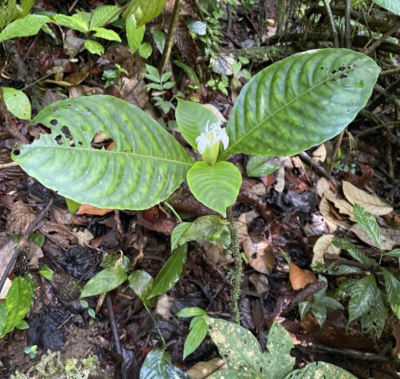 Aphelandra dolichantha photo 7
