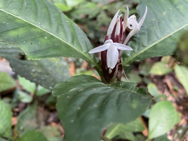Aphelandra dolichantha photo 8