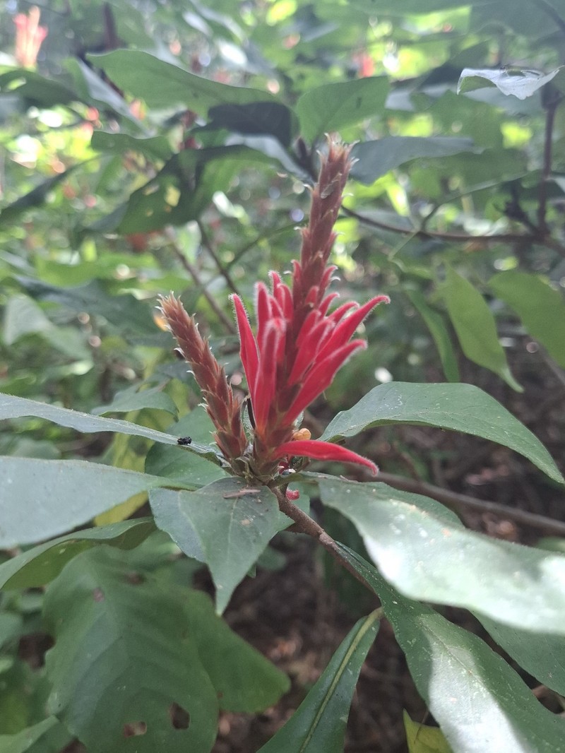 Aphelandra dukei