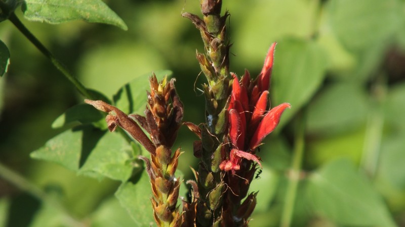 Aphelandra dukei photo 2