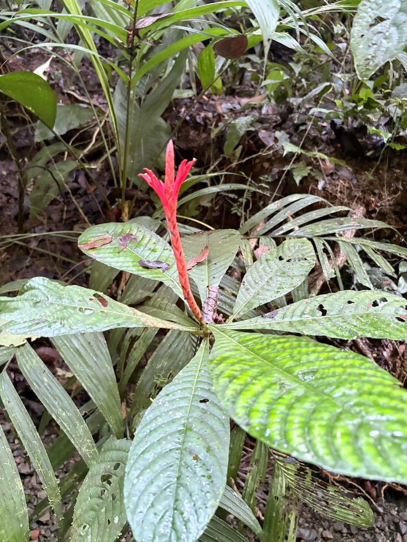 Aphelandra dukei photo 3